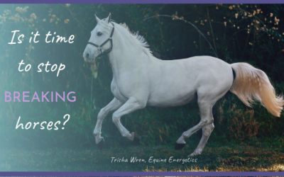 Is it time to stop ‘breaking’ horses?