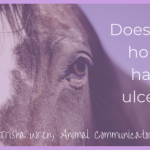 does my horse have ulcers