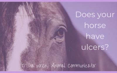 Does my horse have ulcers?