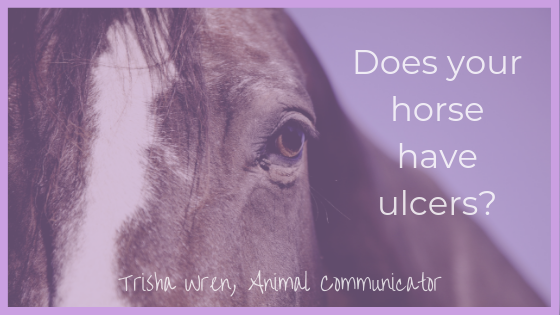 Does my horse have ulcers?