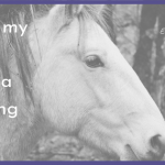 does my horse have a gelding scar