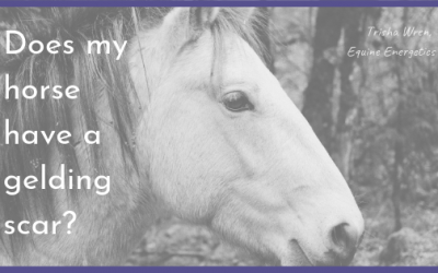 What is a gelding scar?