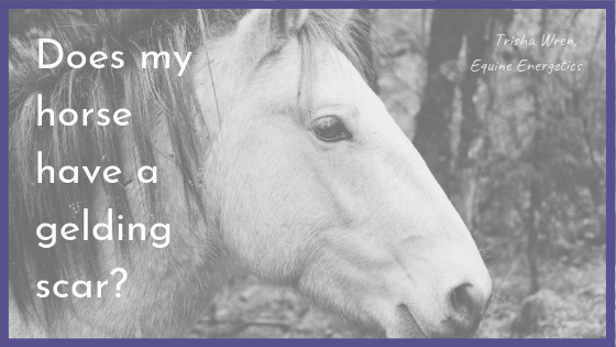 What is a gelding scar?