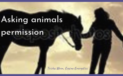 Do you ask your horse permission?