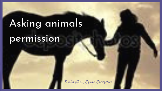 asking animals permission