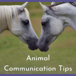 animal communication tips