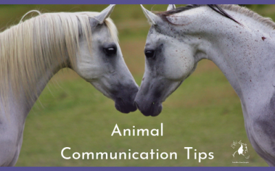 My top animal communication tips