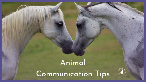 animal communication tips