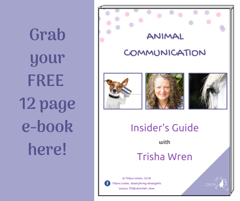 insiders-guide-to-animal-communication