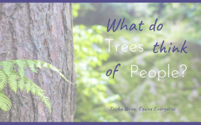 What do trees think of people?