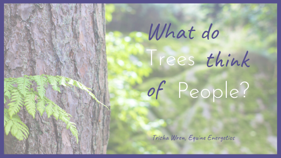 What do trees think of people?