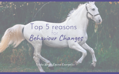 The top 5 reasons your horse’s behaviour has changed