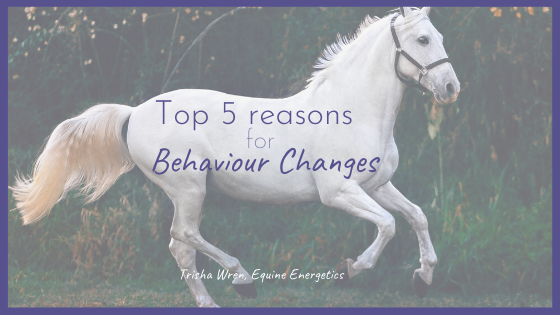 horse behaviour changes