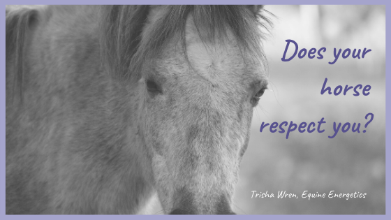 Does your horse respect you?