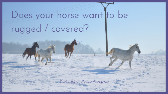 Does my horse need / want a rug?