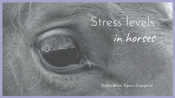 Stress levels in horses