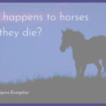 what happens to horses and pets after they die