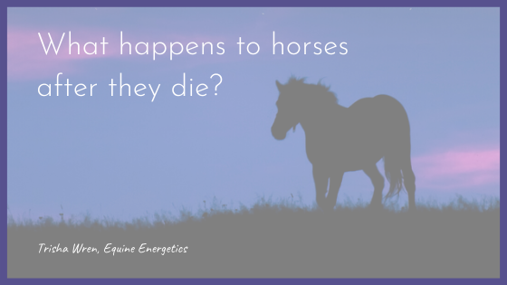 What happens to horses and pets after they die?