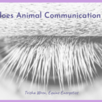 how does animal communication work