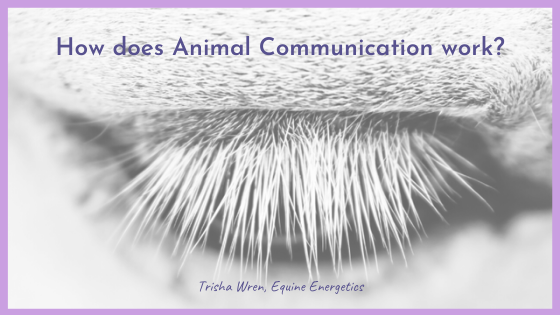 how does animal communication work