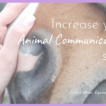 Increase Your Animal Communication Skills