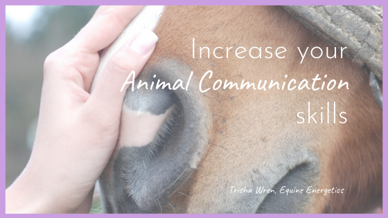 Increase Your Animal Communication Skills