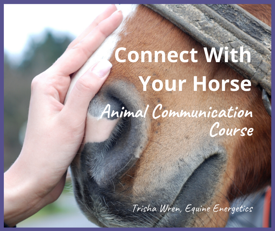 animal communication course