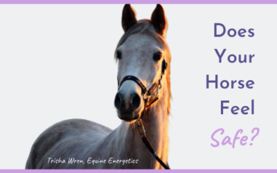 Does your horse feel safe?