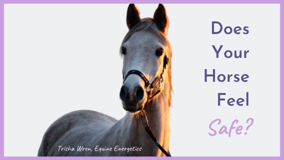 Does your horse feel safe?