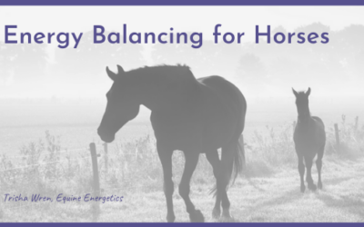 Energy Balancing for Horses