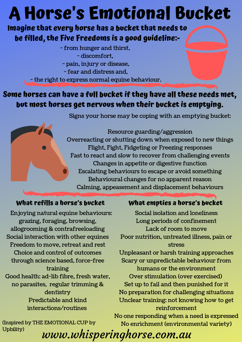 horse emotional bucket