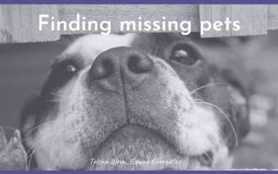 Finding lost or missing pets