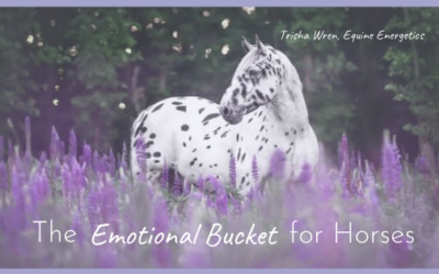 The ‘Emotional Bucket’ for Horses