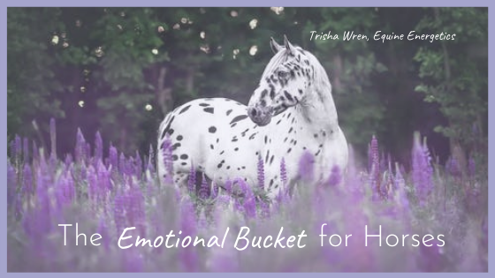 The ‘Emotional Bucket’ for Horses