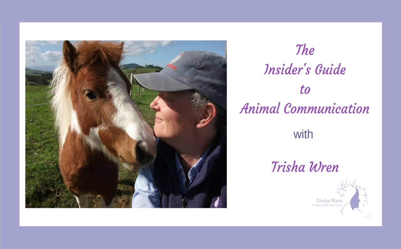 Replay of the Insiders Guide to Animal Communication webinar