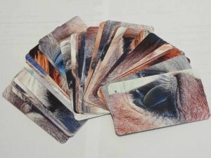horse oracle cards