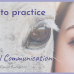 how to practice animal communication