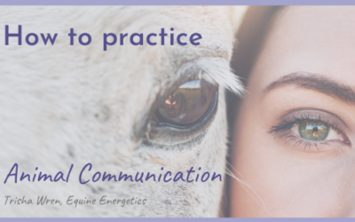 How to Practice Animal Communication