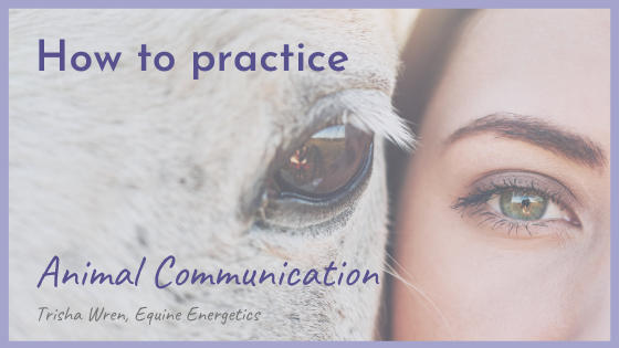 how to practice animal communication