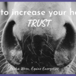how to increase your horses trust