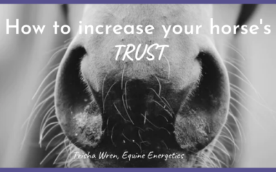 How to increase your horse’s trust