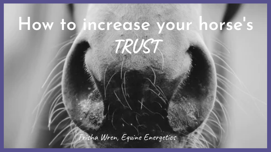 How to increase your horse’s trust