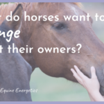 What do horses want to change about their owners