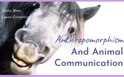 Animal Communication and Anthropomorphism