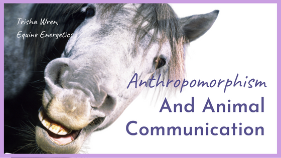 Animal Communication and Anthropomorphism