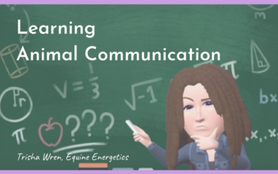 Learning Animal Communication