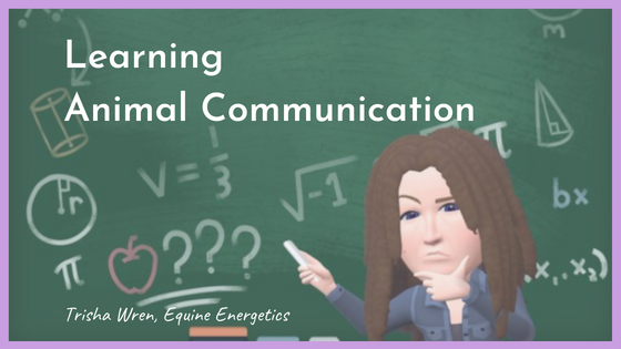 learning animal communication