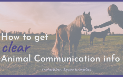 How to get clear Animal Communication Info