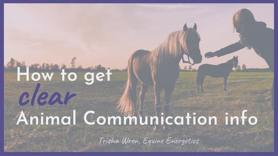 How to get clear Animal Communication Info