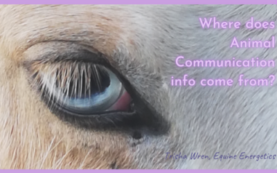 Where Animal Communication info comes from
